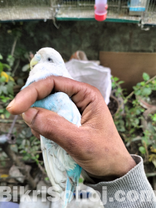 English Budgerigar Adult Pair | Healthy & Active Birds